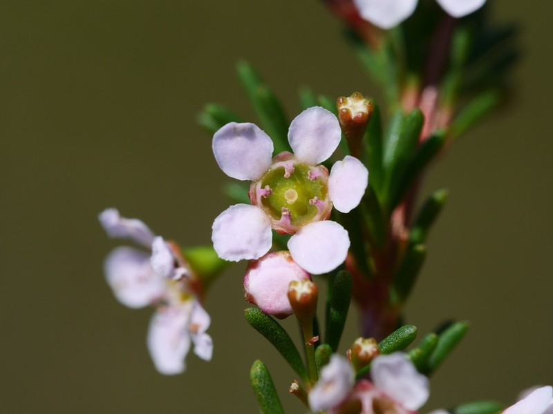 Astartea scoparia photo 4