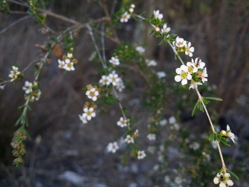 Astartea scoparia photo 6