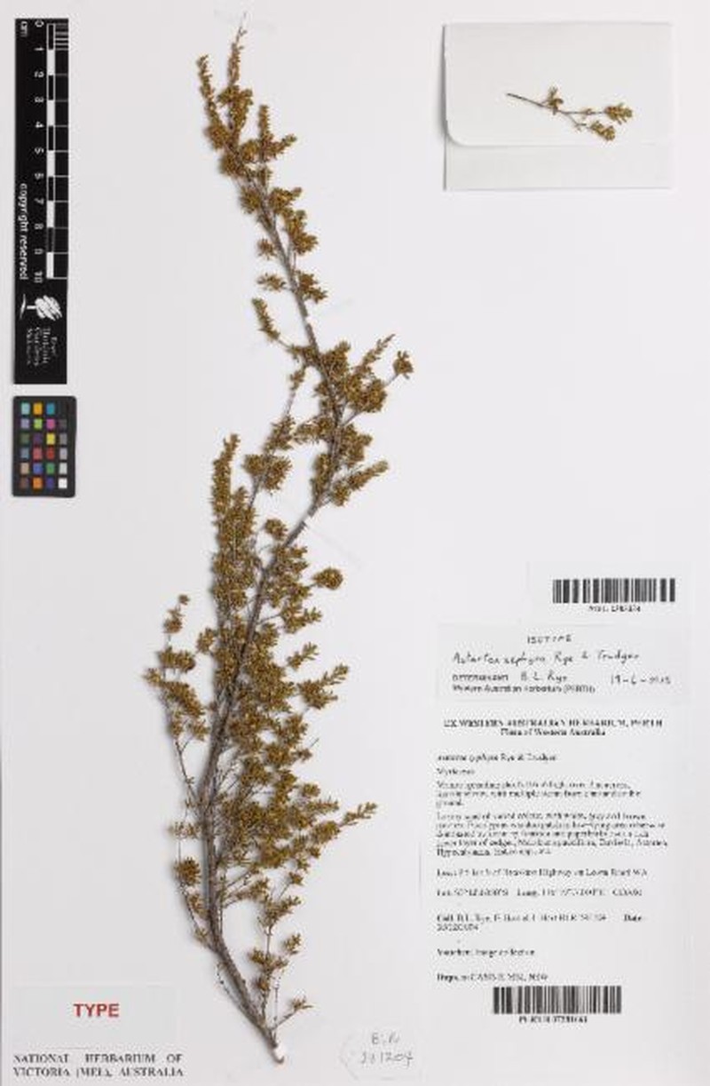 Astartea zephyra