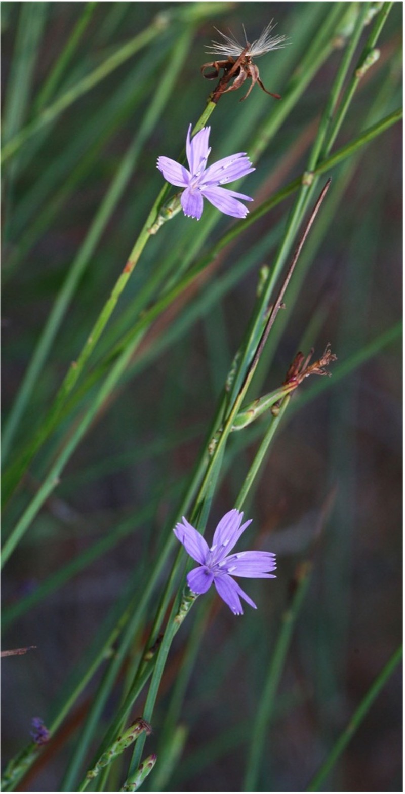 Astartoseris triquetra