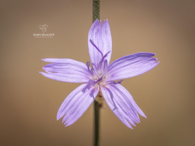 Astartoseris triquetra photo 2