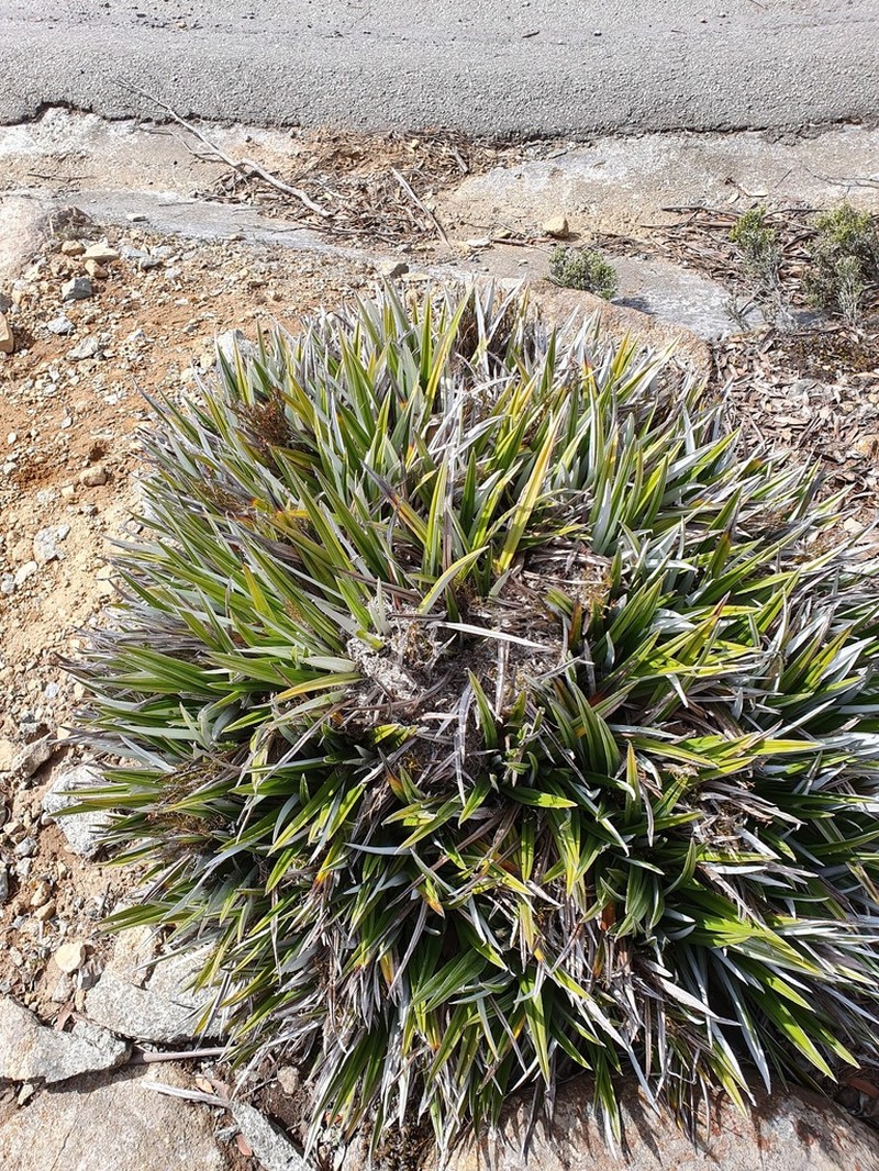 Astelia alpina photo 4