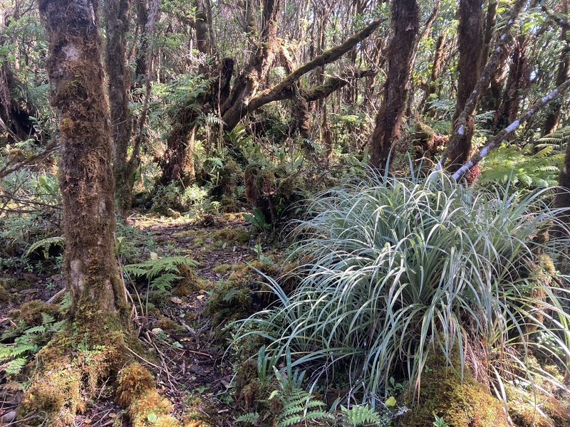 Silverhair Pineapplegrass