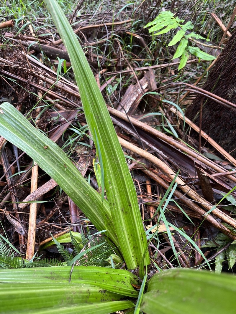 Astelia australiana