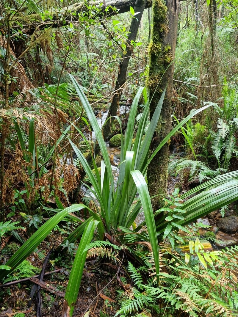 Astelia australiana photo 2
