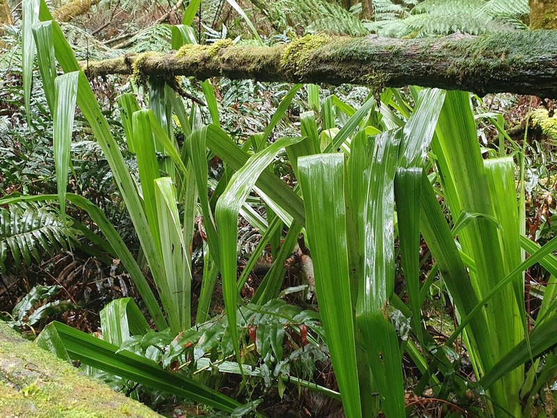 Astelia australiana photo 3