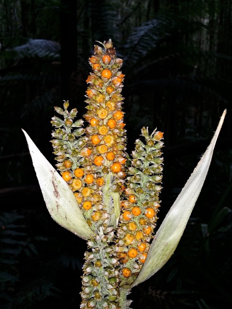 Astelia australiana photo 4