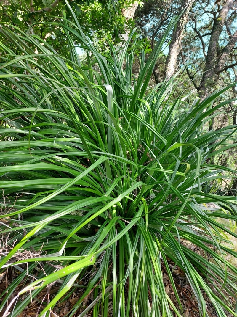 Astelia banksii