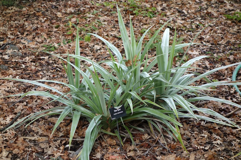 Astelia chathamica