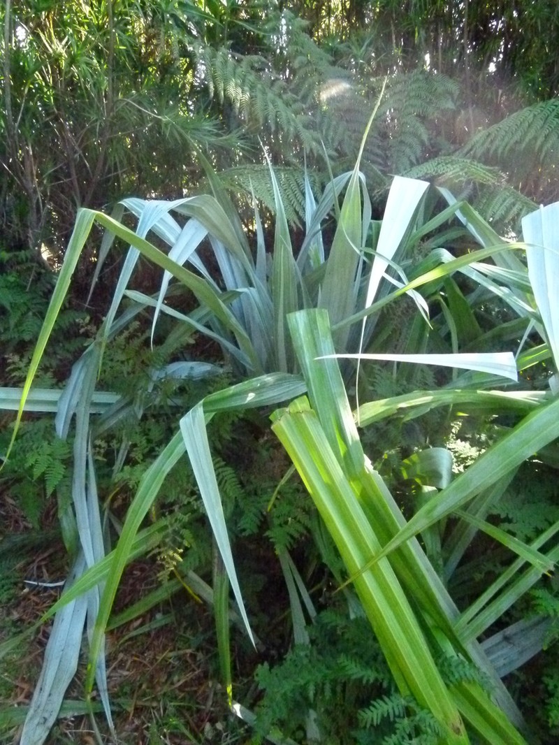 Astelia chathamica photo 2
