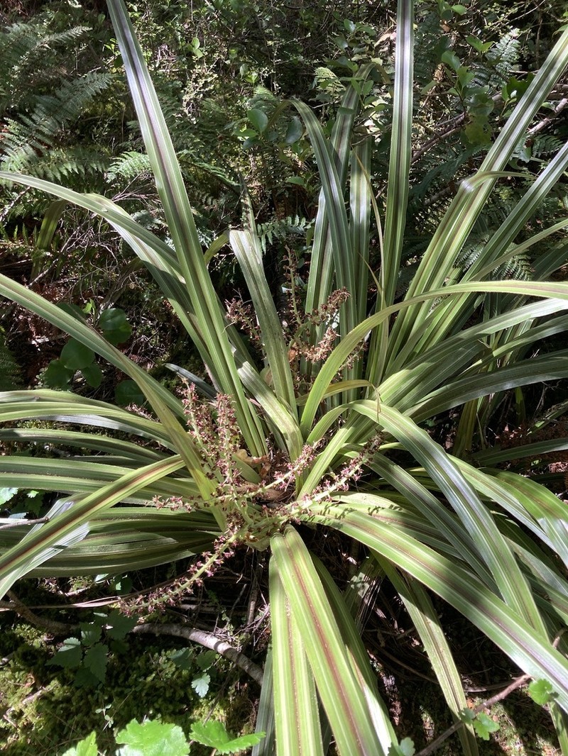 Astelia fragrans