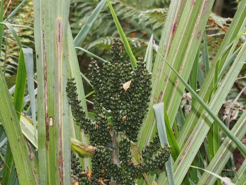 Astelia fragrans photo 2