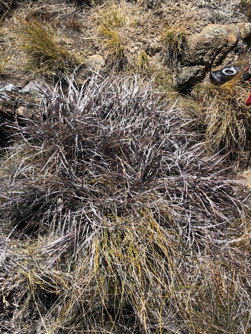 Astelia graminea