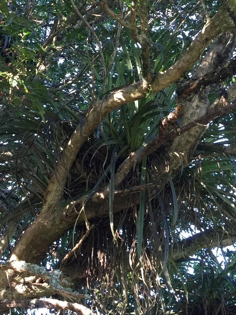 Astelia hastata