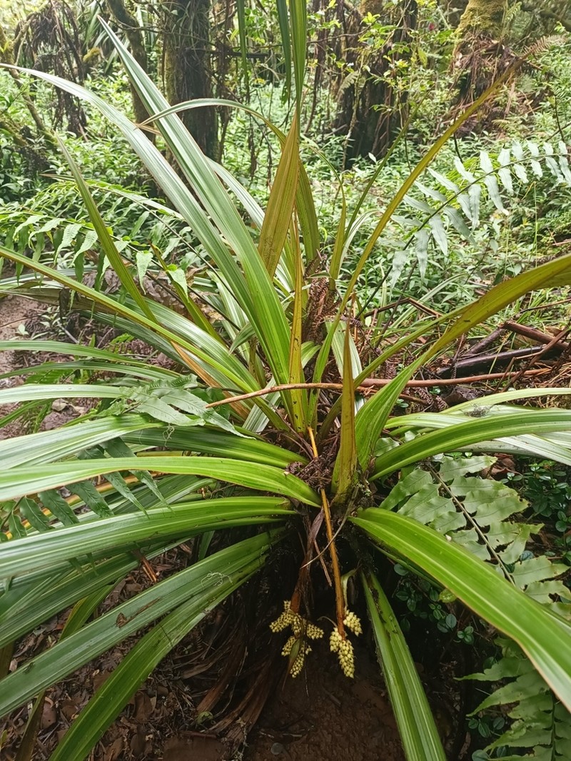 Astelia hemichrysa