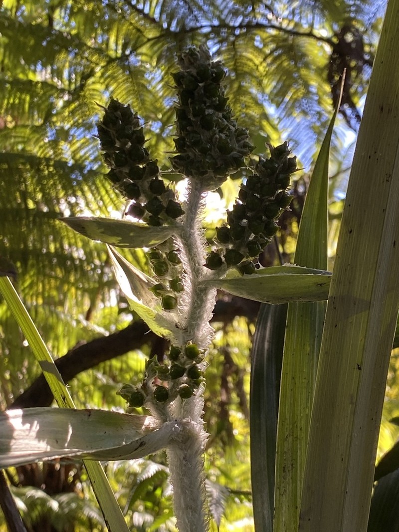 Pua'Akuhinia photo 2