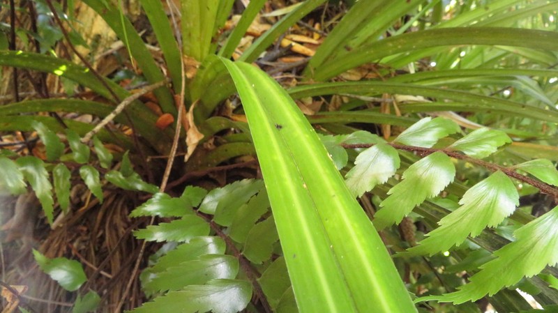 Astelia microsperma