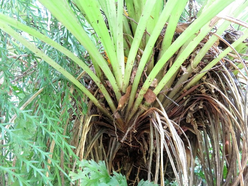 Astelia microsperma photo 2