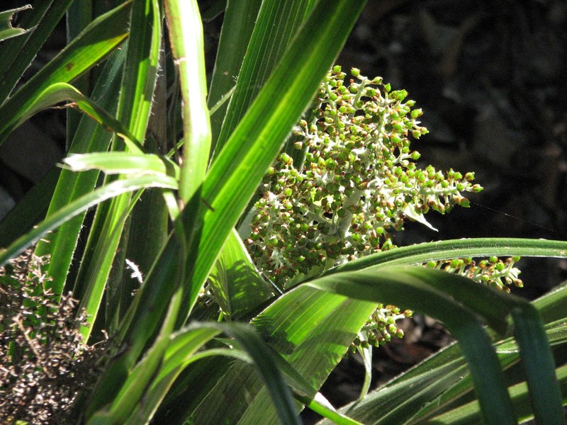 Astelia neocaledonica