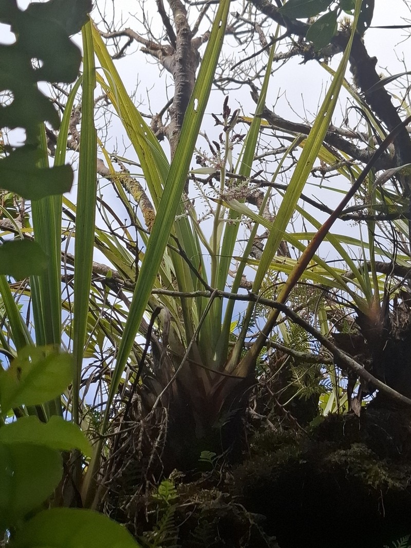 Astelia neocaledonica photo 2