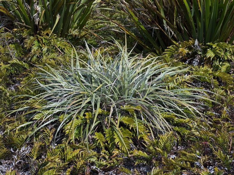 Astelia nervosa photo 2