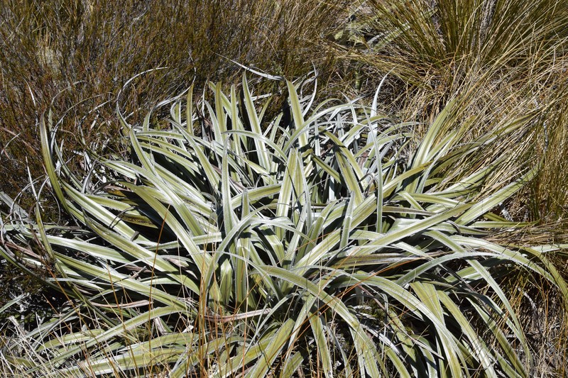 Astelia nivicola