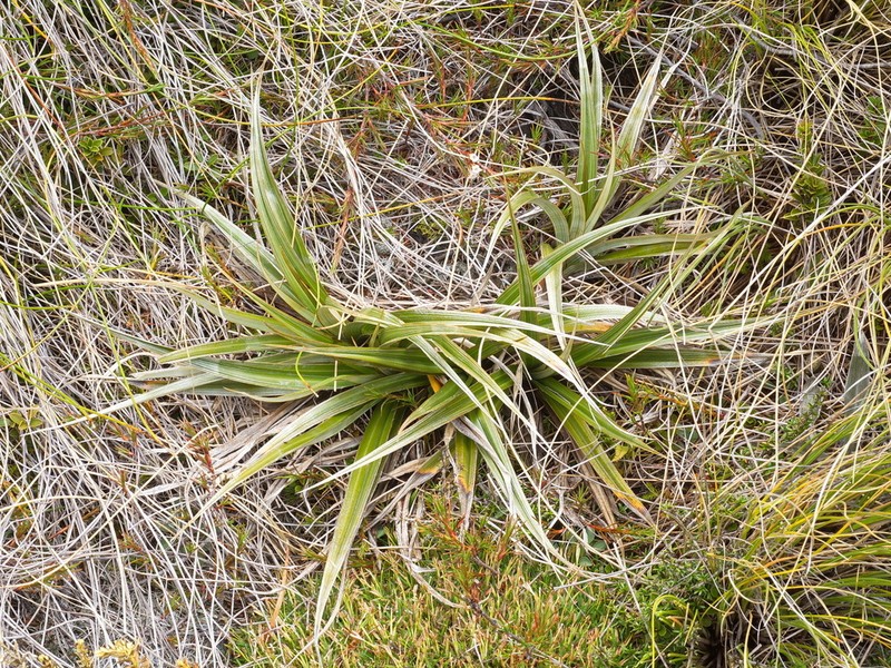 Astelia nivicola photo 2