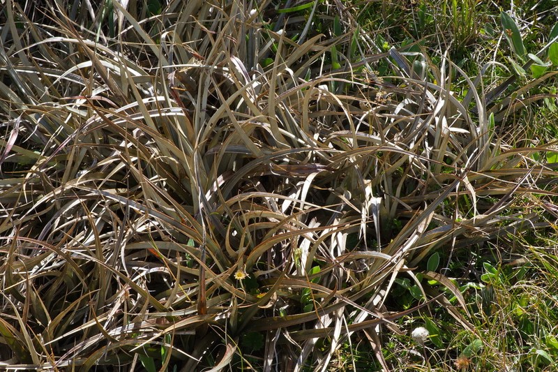 Astelia nivicola photo 3