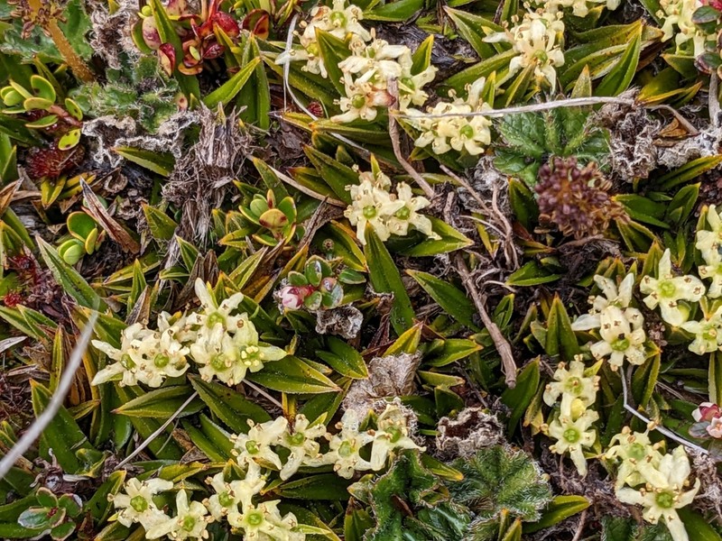Astelia pumila