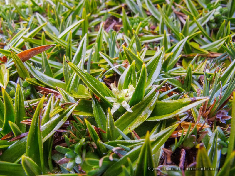 Astelia pumila photo 2
