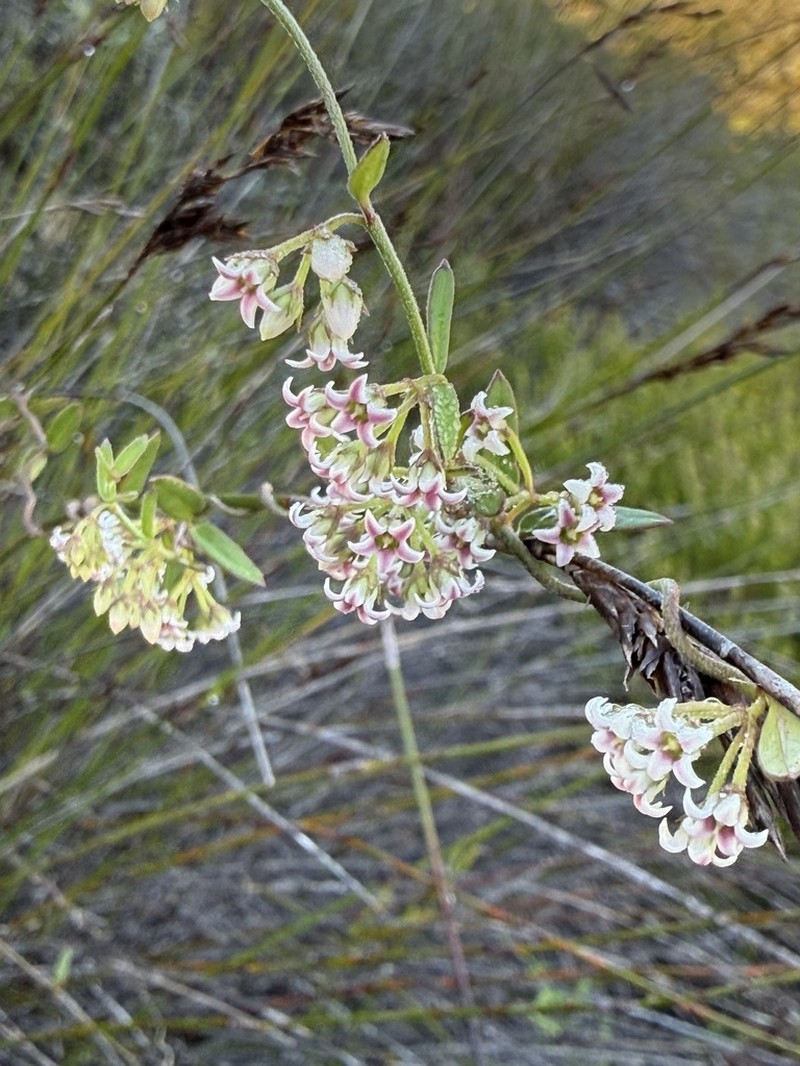 Astephanus triflorus