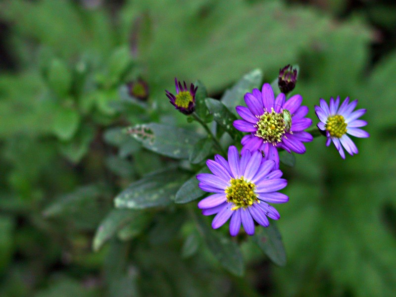 Aster ageratoides