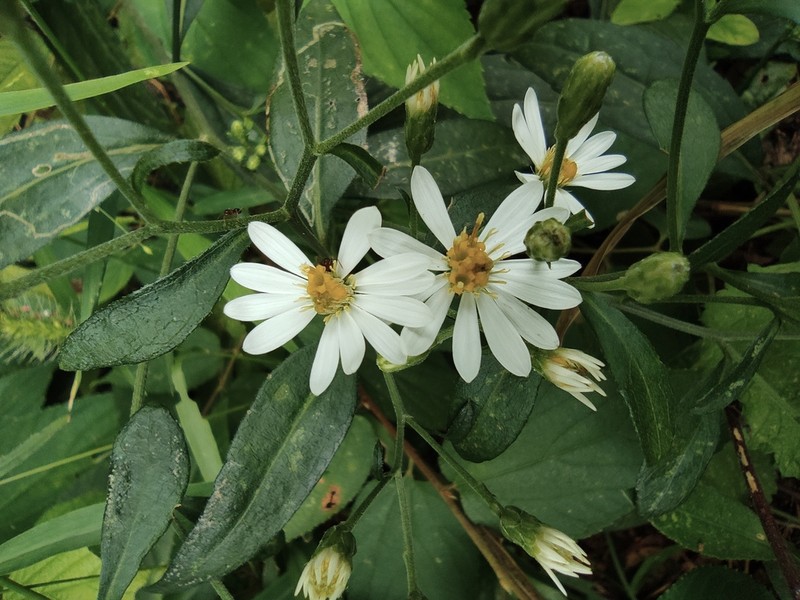 Aster ageratoides photo 2