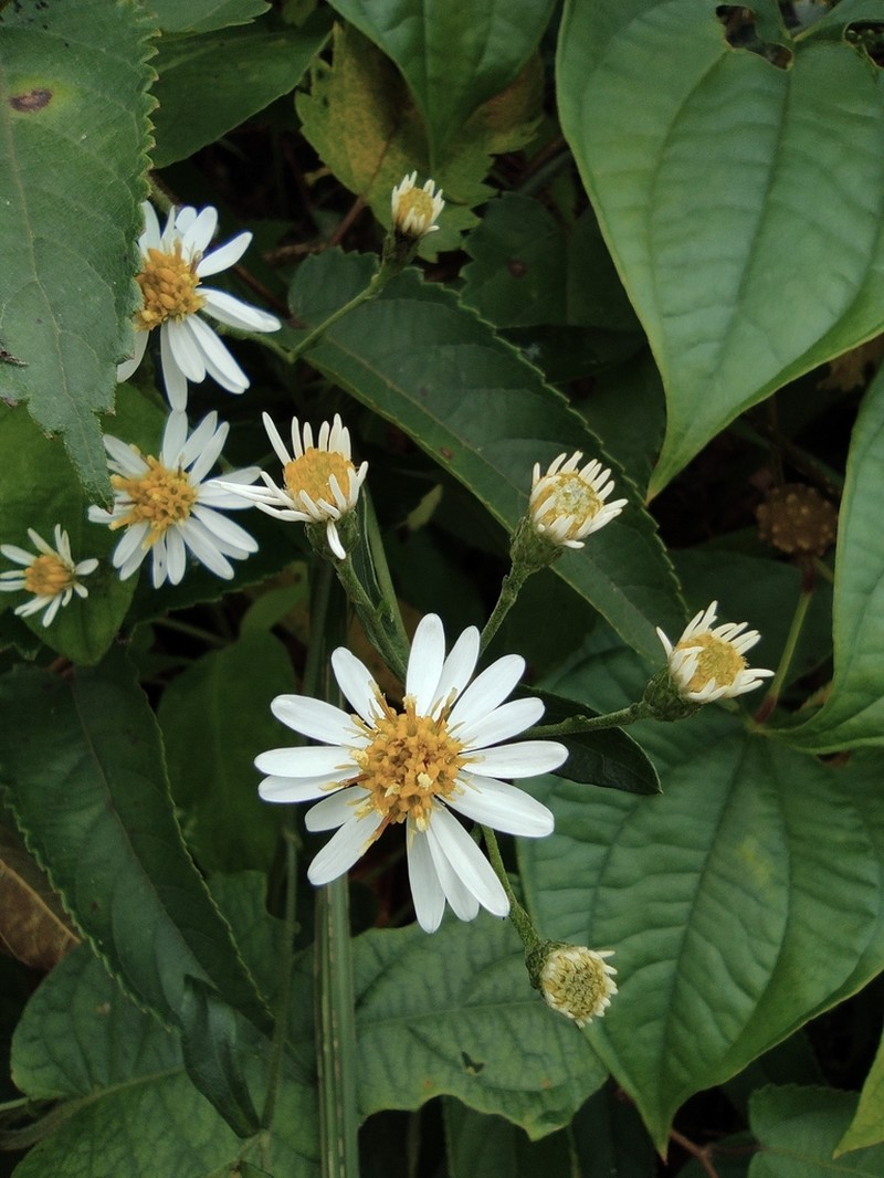Aster ageratoides photo 3
