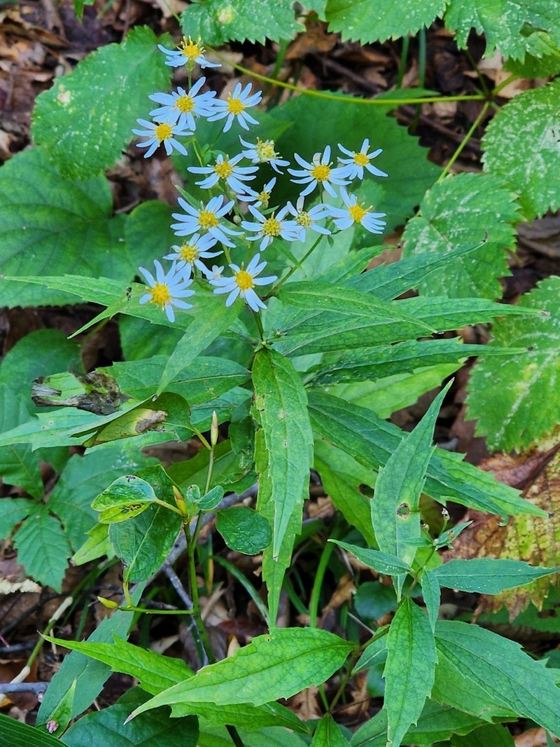 Aster ageratoides photo 4