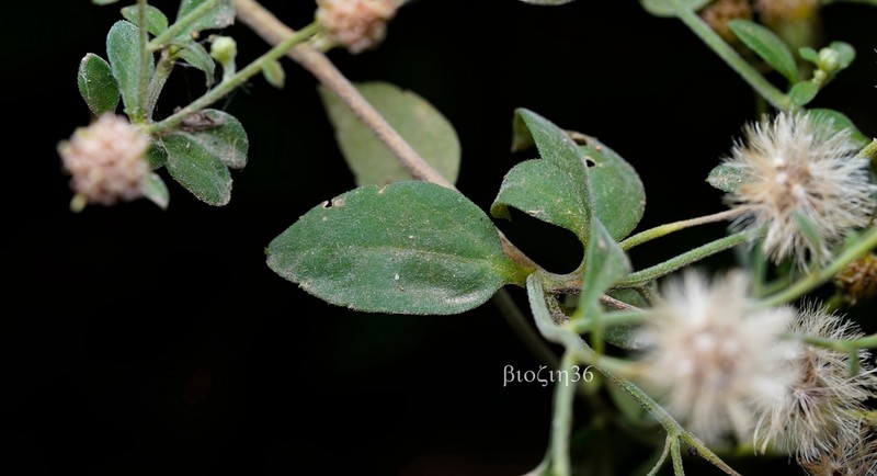Aster ageratoides photo 5