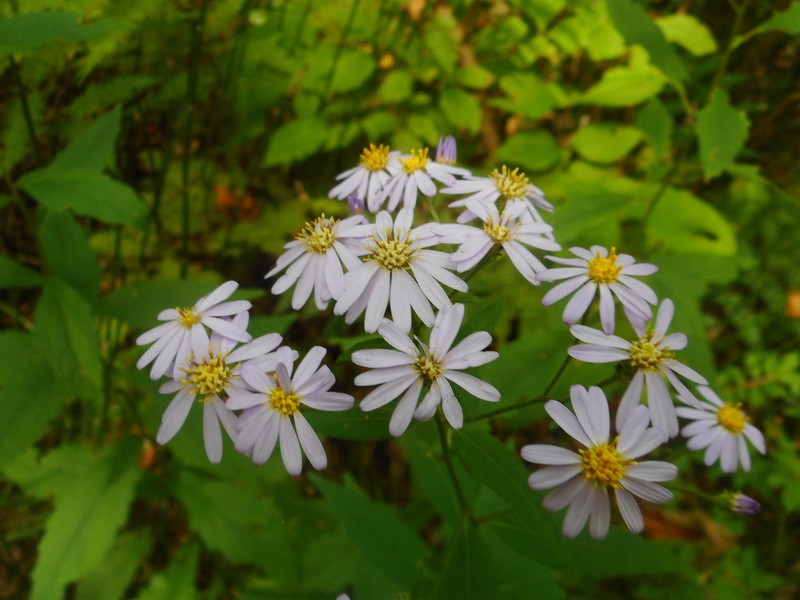 Aster ageratoides photo 6