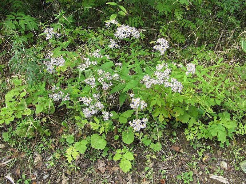 Aster ageratoides photo 7