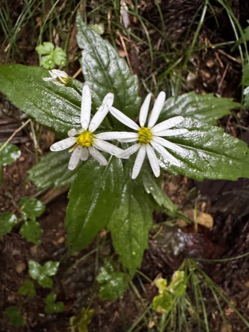 Aster ageratoides var. ageratoides