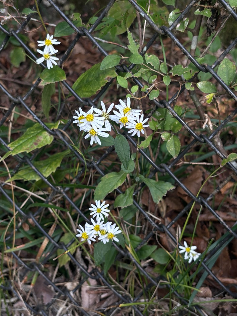 Aster ageratoides var. ageratoides photo 2