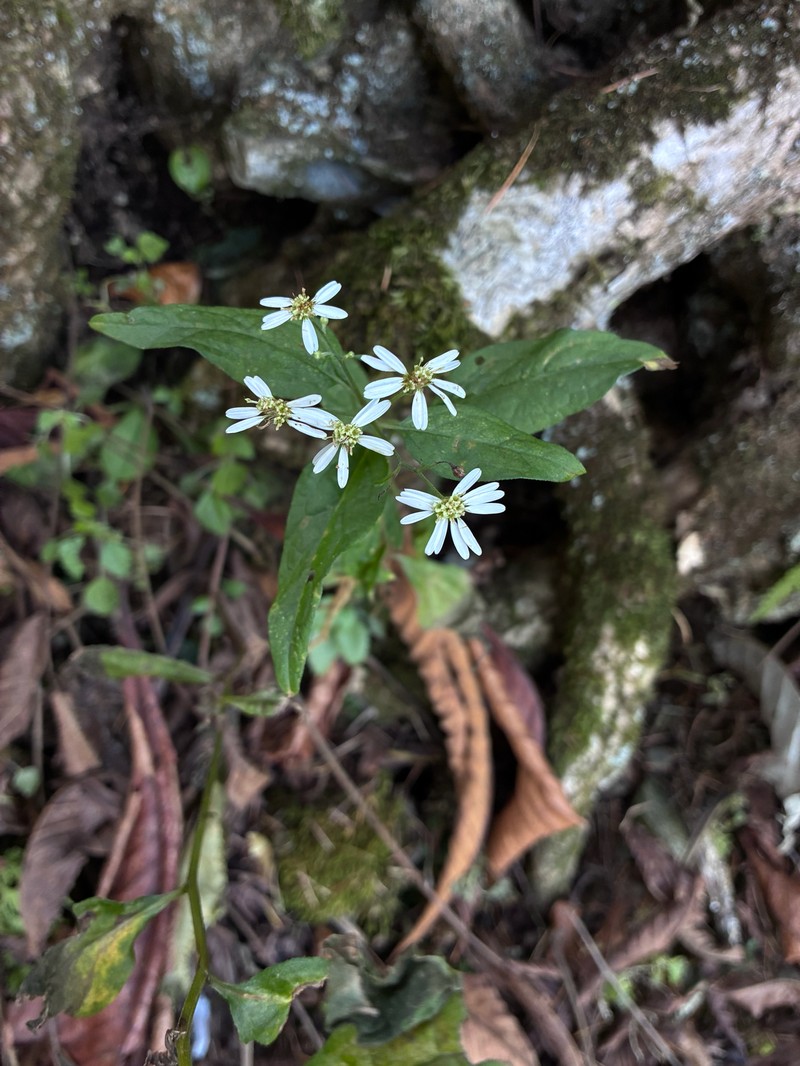 Aster ageratoides var. ageratoides photo 3