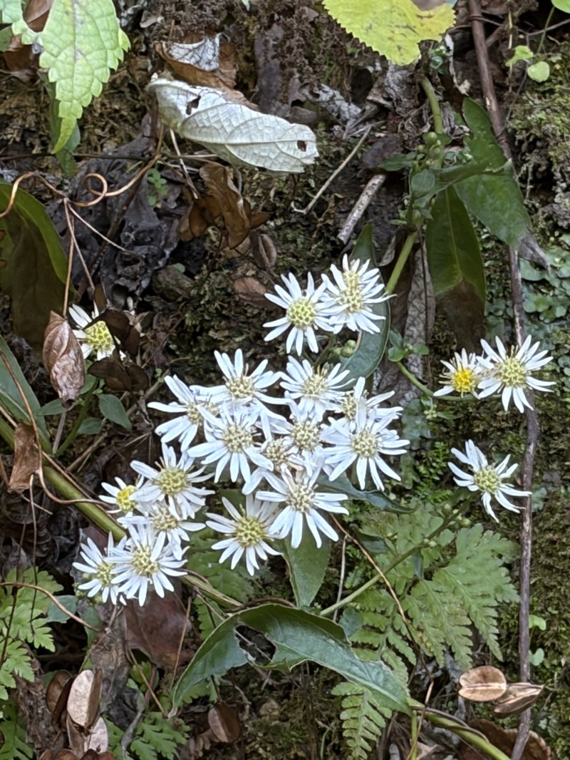 Aster ageratoides var. ageratoides photo 4