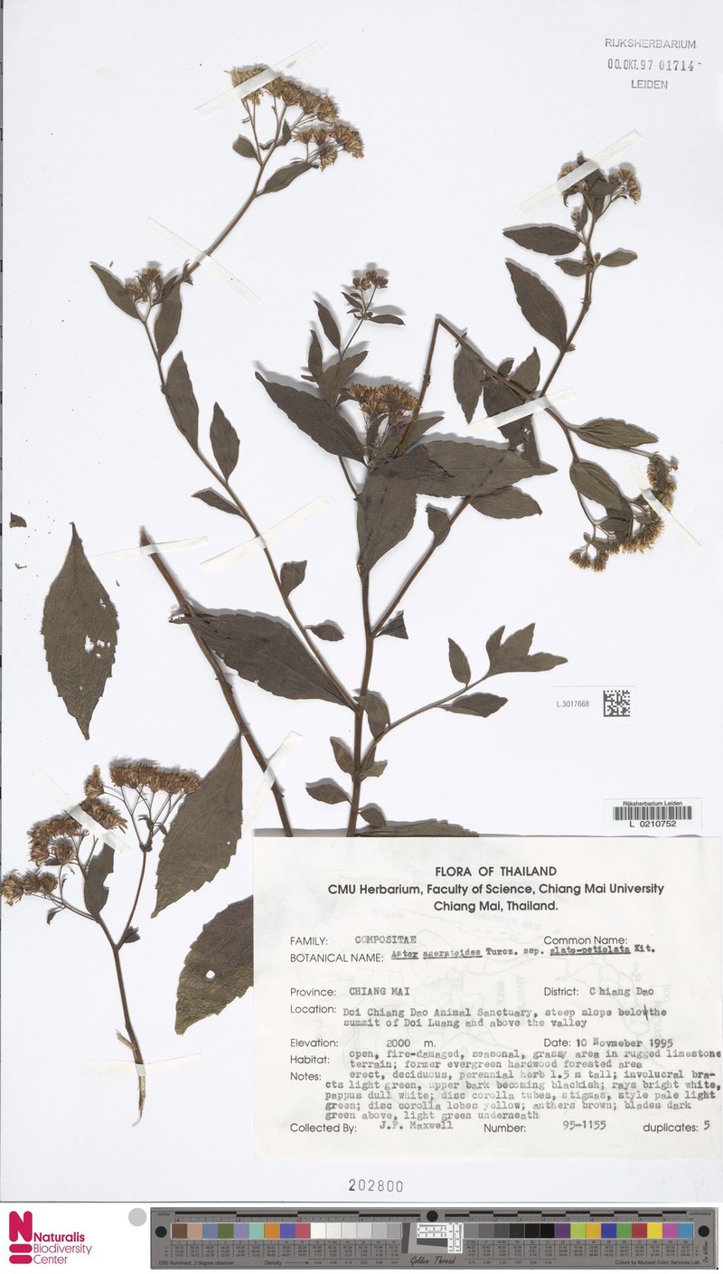 Aster ageratoides var. alatopetiolatus