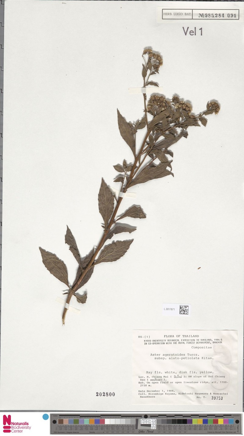 Aster ageratoides var. alatopetiolatus photo 2