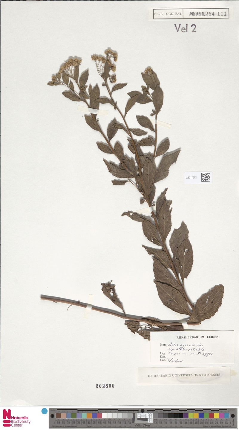 Aster ageratoides var. alatopetiolatus photo 4