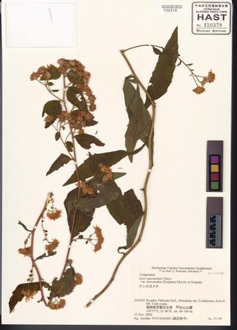 Aster ageratoides var. intermedius