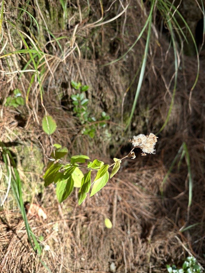 Aster ageratoides var. lasiocladus