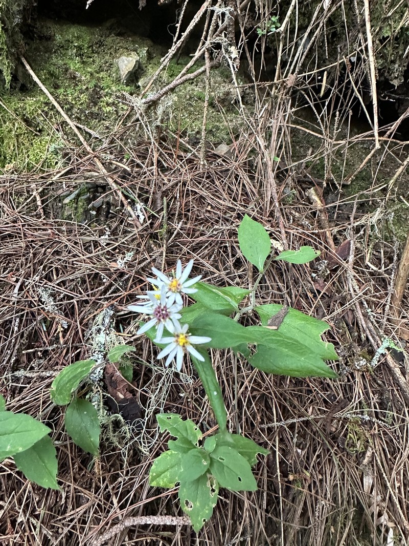 Aster ageratoides var. lasiocladus photo 2