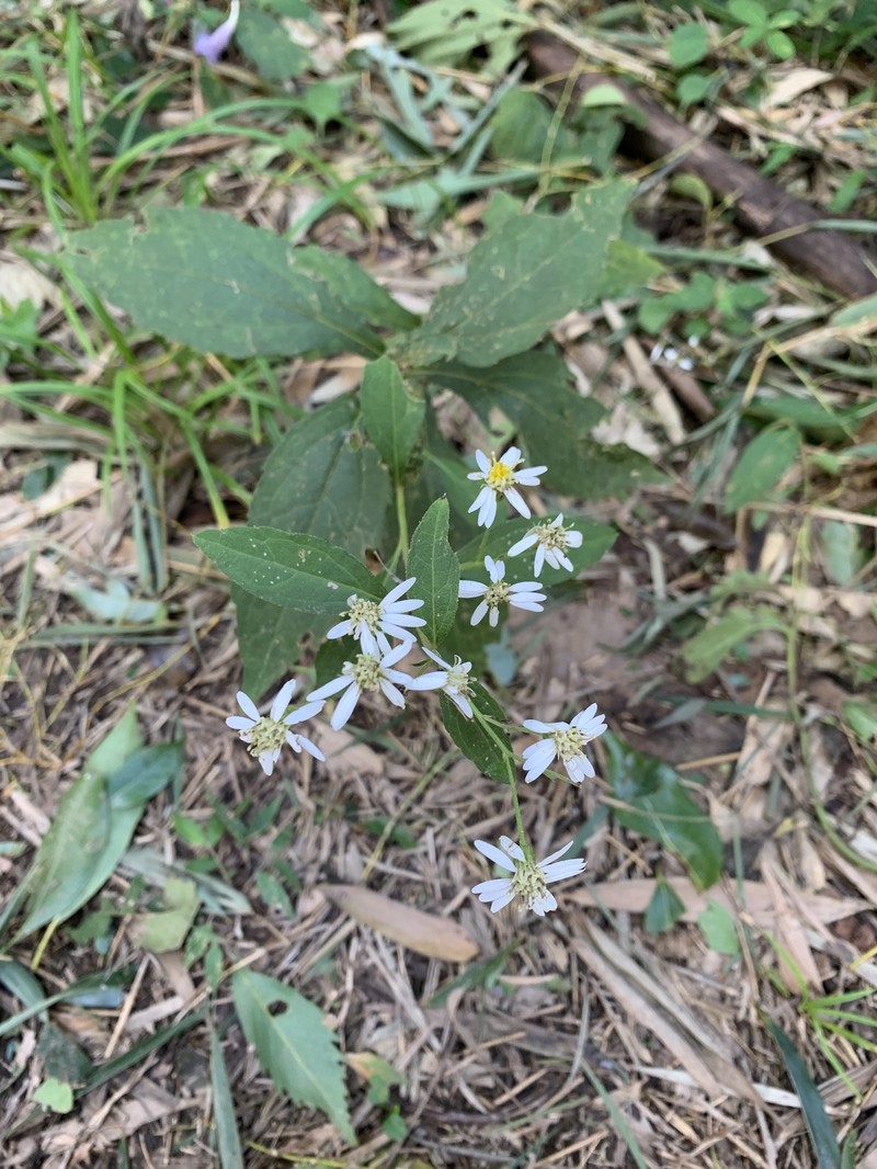 Aster ageratoides var. lasiocladus photo 3