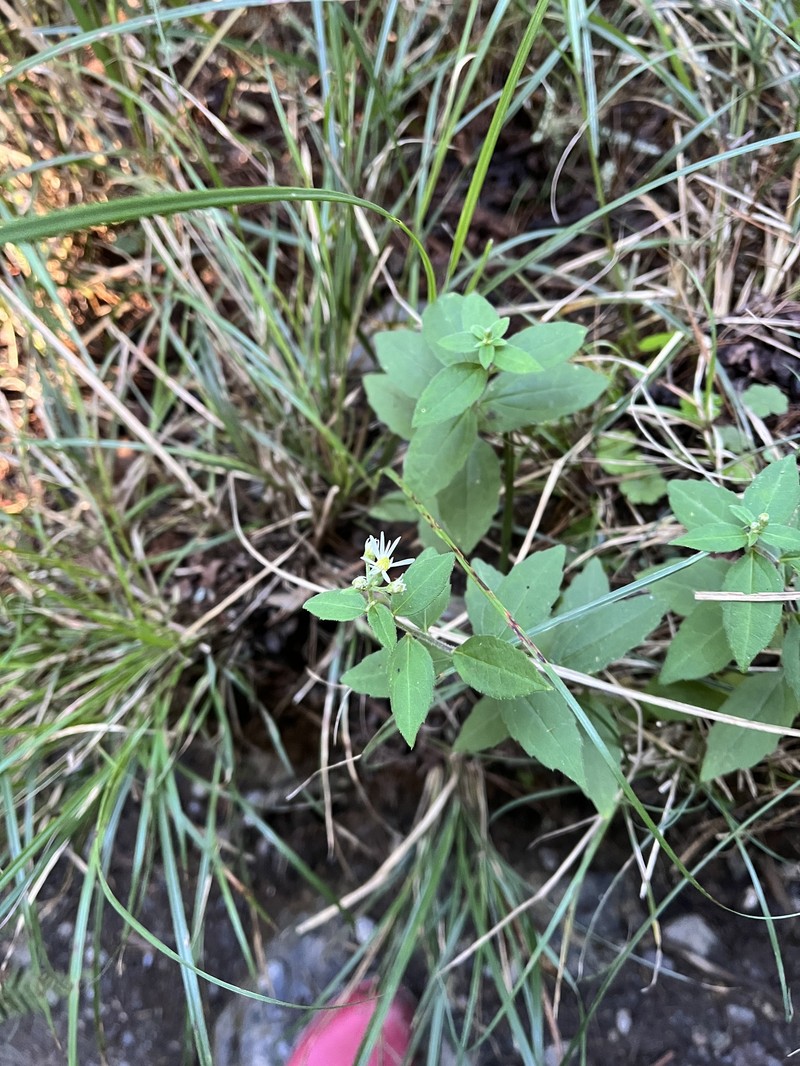Aster ageratoides var. lasiocladus photo 4